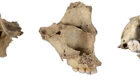 Instituto de Arqueologa de Mrida participa en un estudio que documenta otro episodio de canibalismo en Atapuerca