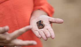 Aparecen fragmentos de cermicas griegas del siglo V en la necrpolis tartsica de Medelln